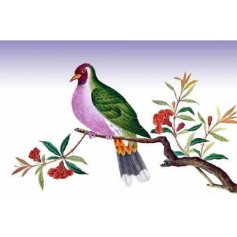 cuadros de fauna - Cuadro -Pajaro sobre una rama-