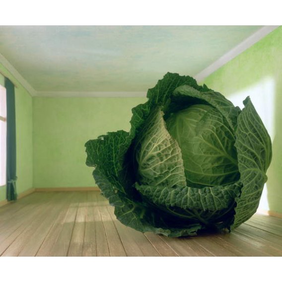 Cuadro -Cabbage (after Magritte), 1995, Norman Hollands