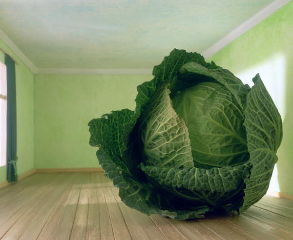 Cuadro -Cabbage (after Magritte), 1995, Norman Hollands