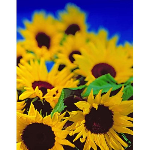 Cuadro -Sunflower relief, 1999, Norman Hollands