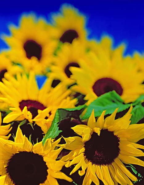 Cuadro -Sunflower relief, 1999, Norman Hollands