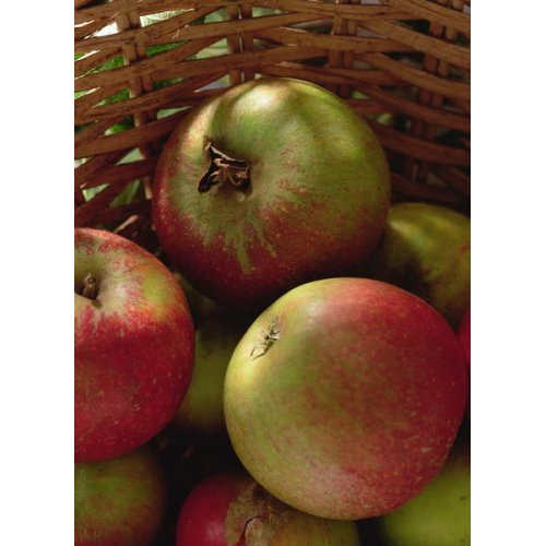 Cuadro -Cox's apples in basket, 1994, Norman Hollands