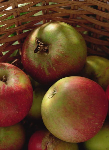 Cuadro -Cox's apples in basket, 1994, Norman Hollands