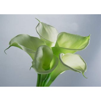 Cuadro -Four Arum Lilies, 1999, Norman Hollands