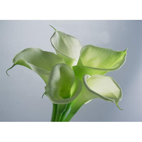 Cuadro -Four Arum Lilies, 1999, Norman Hollands