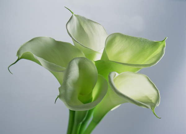 Cuadro -Four Arum Lilies, 1999, Norman Hollands