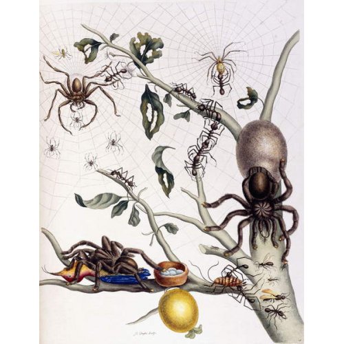 Varios arácnidos de América del Sur, 1726, Merian, María Sibila