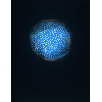 Sin título, 1954 (pastel y blanco sobre papel), Yayoi Kusama