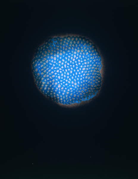 Sin título, 1954 (pastel y blanco sobre papel), Yayoi Kusama