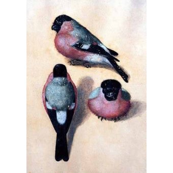 cuadros de fauna - Cuadro -Un pájaro en tres posiciones-