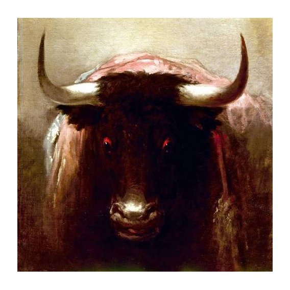 cuadros de fauna - Cuadro -Toro bravo (toros)-